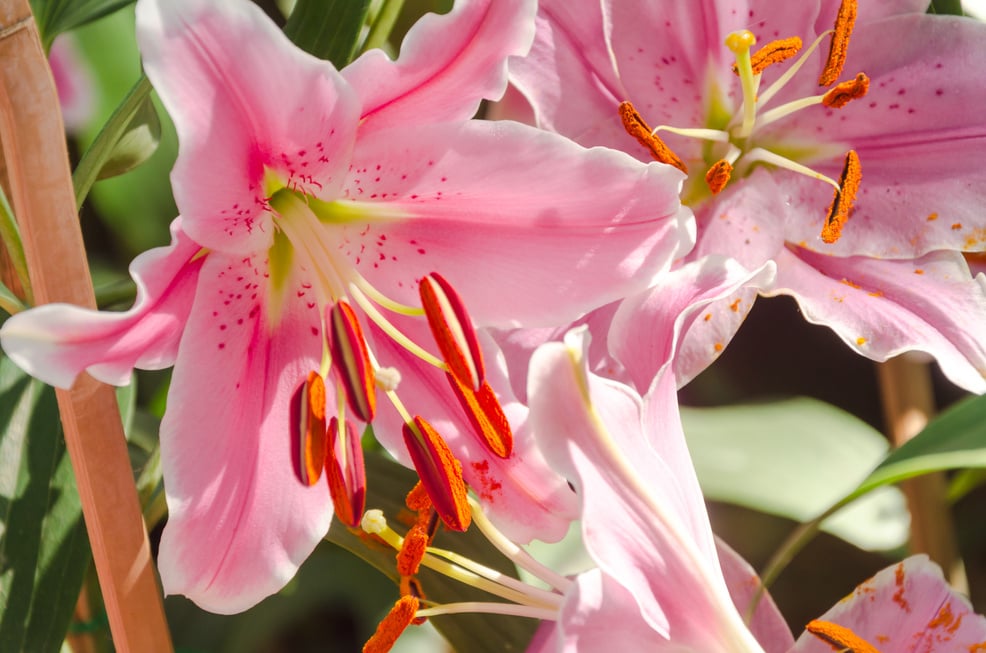 Lilly or Lilium hybrids