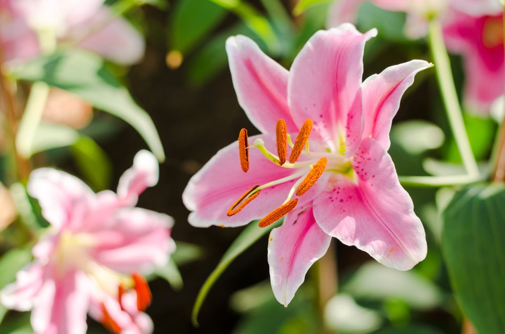 Lilly or Lilium hybrids