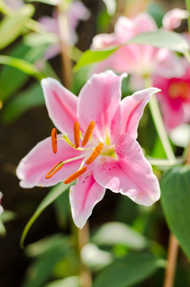 Lilly or Lilium hybrids